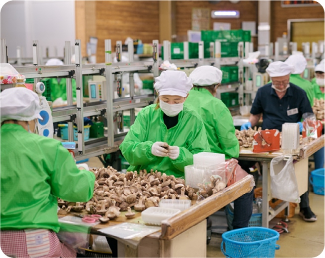 2番「選別」の様子。スタッフが机の上で熱心にしいたけを選別している。