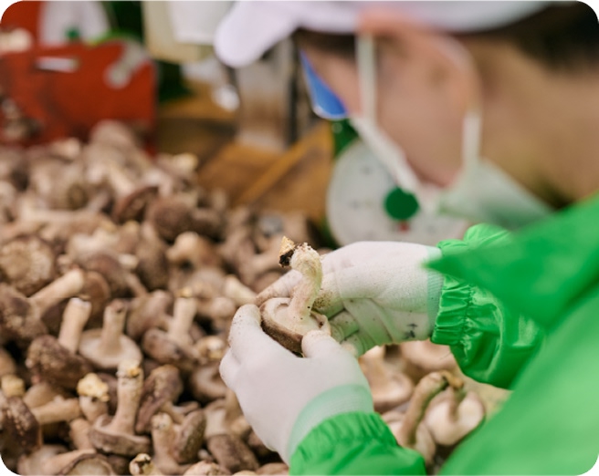 スタッフがパックセンターでしいたけを選別している様子。一つひとつ丁寧に。