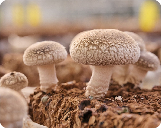 しいたけの生産工場の写真。きれいなしいたけがふたつ生えている。