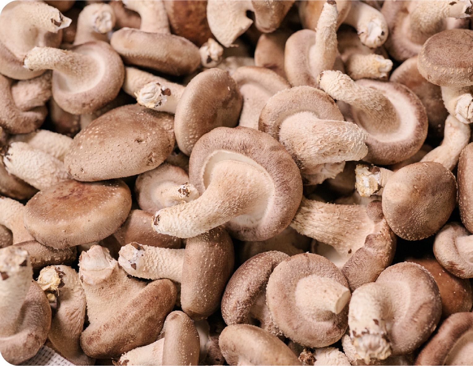 選別を待つたくさんのしいたけが写った写真。